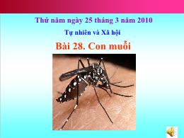 Bài giảng Tự nhiên và Xã hội 1 - Bài 28 - Con muỗi